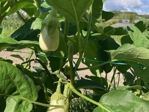 柔らかとろーり　旨なす（白なす）　1kg　4～6個（60サイズ、常温発送）