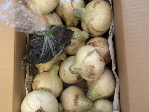 大好評，地層が違う淡路島、訳訳あり新玉ねぎスーパーアップ３キロ(風袋込み)