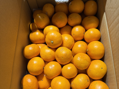 おすすめNo.1　小玉5キロ　有田みかん