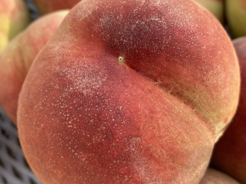 【ご自宅用】品種おまかせ♪7月の朝採れ桃詰め合わせ3kg