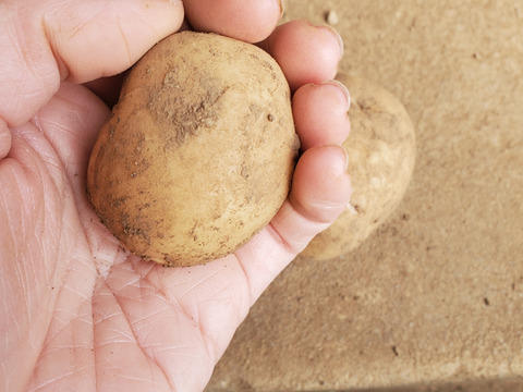 島育ちのじゃがいも食べ比べ！デジマ＆グランドペチカ　計２kg
