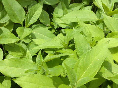 【単品☆メール便用】菊芋の葉🌿キクイモの葉🌿30枚🌿糖質を包み込む成分の水溶性植物繊維「イヌリン」🌿おひたしや菊芋茶などに🌿🏣翌日配送のレターパックライト