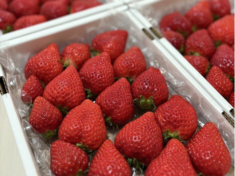 完熟よつぼし☆（ご家庭用・約530g×４箱）