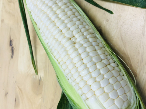 【生食むけホワイト！】甘～い！とうもろこし！  新潟県村上市産ピュアコーン12本セット！