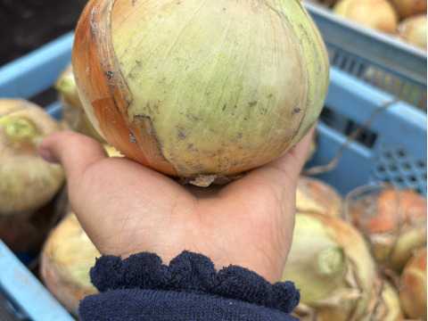 佐賀県産新玉ねぎ大玉10ｋｇ