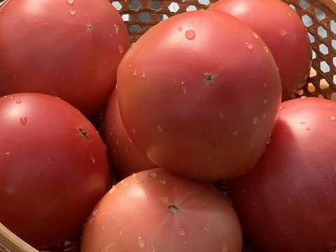 [予約販売2024  6/25〜] 大玉トマト　りんか　初採り果１００%　　『大きめ１０玉前後　２kg』