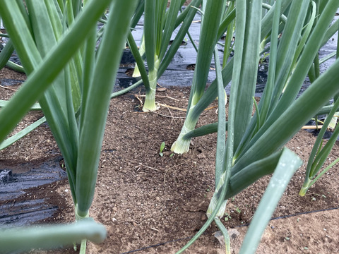 新たまねぎ5kg！