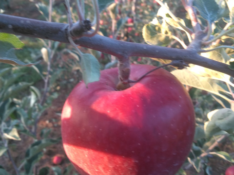 予約規格外紅玉5キロ