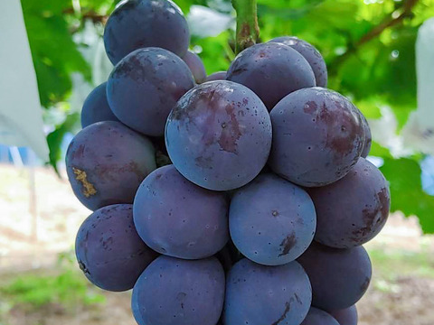 【農園厳選】色・味・粒ぞろいの極上ピオーネ 約2kg (3~4房)