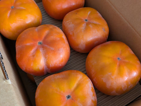 【冬に食べる】幻の柿 次郎柿！ワケありお徳用　中玉サイズ12〜14個入（3ｋｇ）