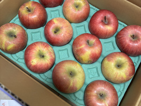 【家庭用小玉】サンふじ 約3kg 10-14玉 超定番のりんごの王様  1月発送 長野県産#NAF0B030