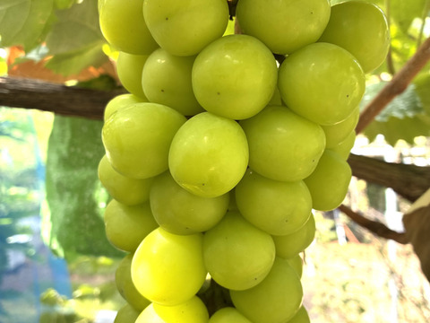 限定1点ﾓﾉ！:特大大粒1房約800g☆山梨県産シャインマスカット贈答　ギフト　家庭用にも　①