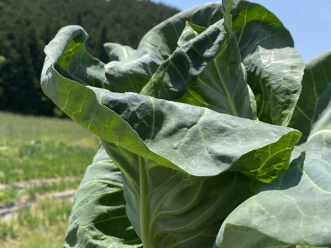 2【数量限定】農薬不使用の旨キャベツ！今だけの柔らかい春キャベツ