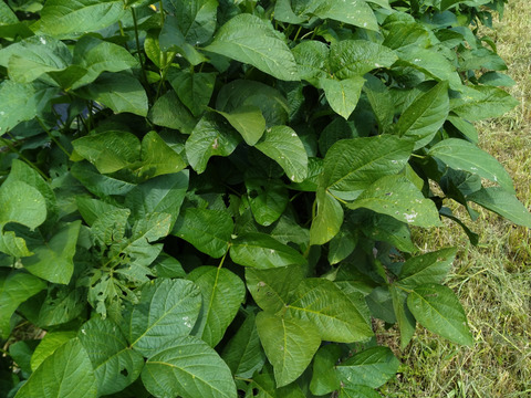 【御予約受付】「有機JAS認証」兵庫県産　丹波ささやま本黒枝豆　さや500ｇ