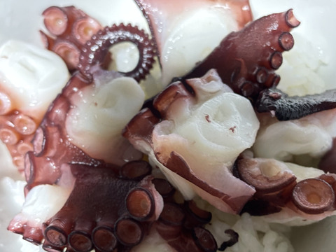 瀬戸内海活〆マダコ1キロ（1匹から2匹） ※内臓を取り除く前の重さ