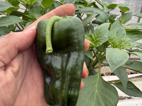 西日本一の夏秋ピーマン産地大分のピーマン　１キロ