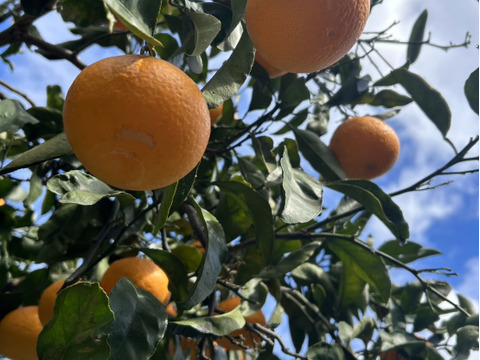 やまの実農園がつくる訳あり清見3kg