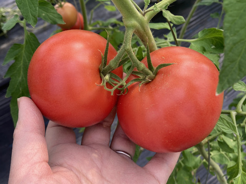 🍅完熟ジューシー！濃い味トマト たっぷり3㎏前後