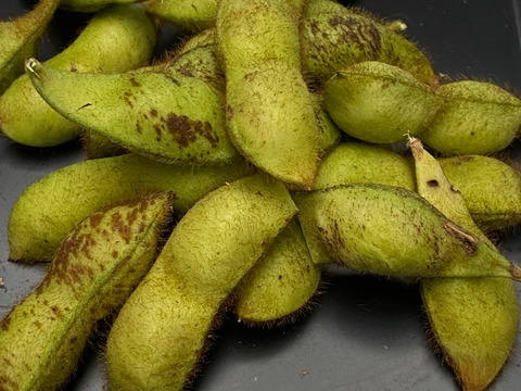 丹波篠山産　農薬不使用　黒枝豆　食べ納め