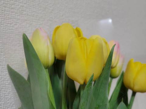 [期間限定]季節の花[チューリップ]切花2色入り(10本)