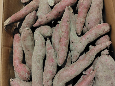 【訳あり】パープルスイートロード１０ｋｇ(箱入)　熟成期間１ヶ月超！