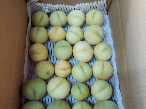 白桃　望月もちづき　生食コンポート用　約3キロ満杯詰　訳あり家庭用