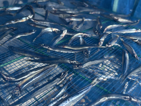 キビナゴ 冷凍200ｇ