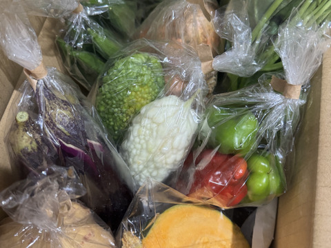 Mサイズ ＊旬野菜セット(約8~9品)【農薬：栽培期間中不使用】：千葉県