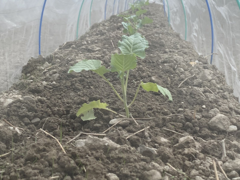農薬不使用・栄養たっぷり『ブロッコリー🥦』重量分たっぷり詰めます！