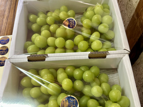 岡山産直！種無しご家庭用あま〜い！シャインマスカット1.5kg箱3〜4房入り