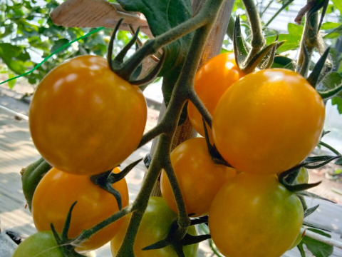 5色カラフルミックス！　ミニトマト1kg