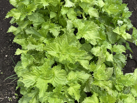 自然農法栽培農薬不使用　大葉　青シソたっぷり１００枚とサービス夏野菜セットでお届けいたします。８月半ばまで。