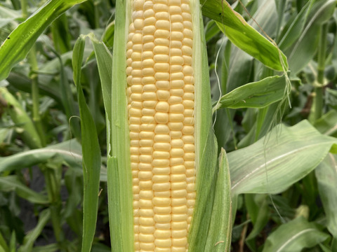 【お試し】どっちから食べる⁈生でもOK!!フルーツみたいなとうもろこし《恵味ゴールド》と白いとうもろこし《ピュアホワイト》