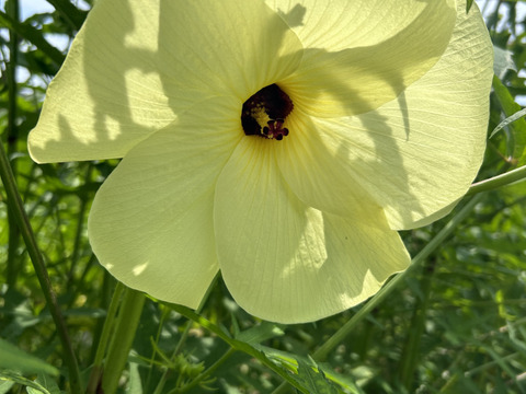 【希少野菜】【エディブルフラワー】花オクラ　12輪