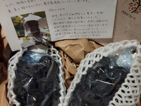 【8月中下旬～発送】ジューシー！藤稔　約1kg (2~3房）