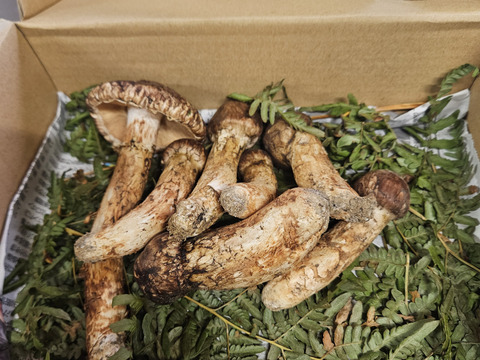 早期予約！松茸200g