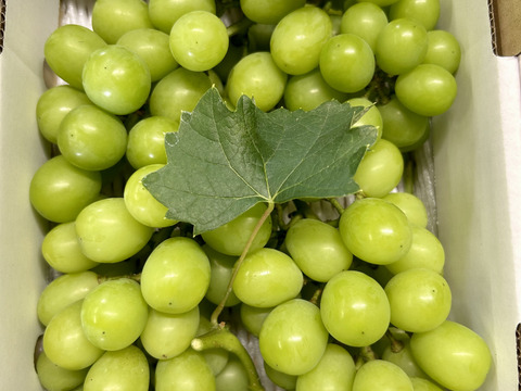 岡山産直！種無しご家庭用あま〜い！シャインマスカット1.5kg箱3〜4房入り