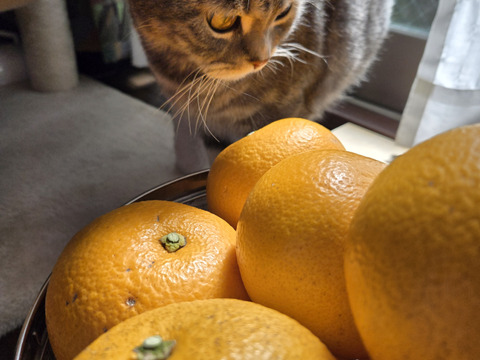 予約品【農薬不使用】爽やかな味わい！収穫したてお届け　ねこ農園のはっさく4kg