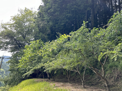 【ラスト】愛知県豊田市旭産 山椒の実 100g　※皮は緑ですが種は黒いです。