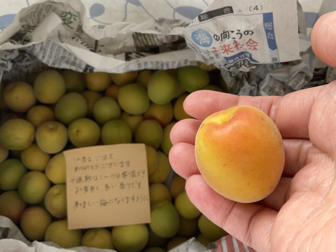 ⭐️農薬除草剤なし⭐️高知産🟡完熟梅2キロ🟡
おすすめ品❗️中〜大きめ希望