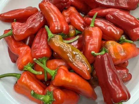 パドロン　　赤　【農薬不使用露地栽培】  パドロン　スペイン野菜　  500g