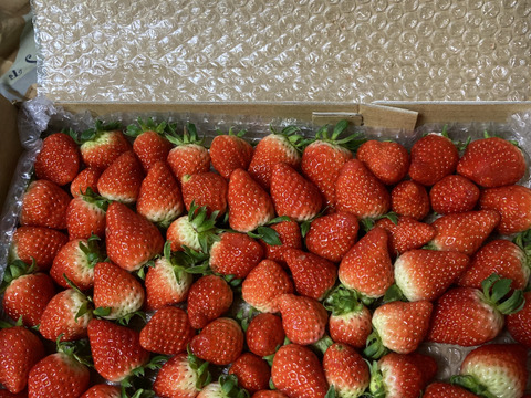 生の風味をお届け。気にしない方限定🍓バラ詰苺BOX（約1000g）大きさ形が不揃いです