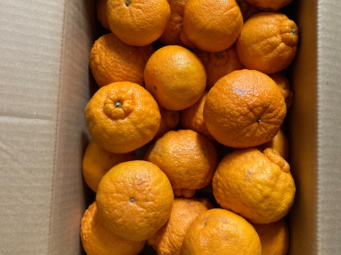 【訳あり家庭用】紀州のデコ「不知火」５㎏