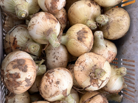 農家直送！新玉ねぎ10キロ