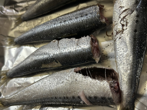 愛知県，愛知県産 食用 天然 トロイワシ【漁師激選】60匹±で3Kg
脂乗り最高❗️冷凍発送
今シーズン残り２ケースで終了させて頂きます。また来シーズンよろしくお願いします！