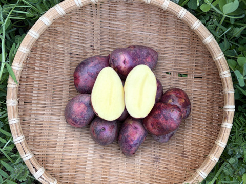 丸ごとローストが最高！ほくほく甘い『グラウンドペチカ』小ぶりサイズ | 五島産じゃがいも ２kg