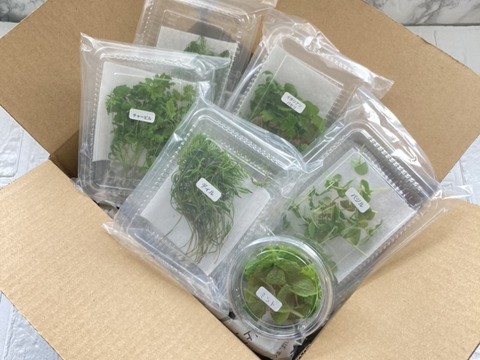 【福袋】マイクロリーフMIX20g・マイクロハーブ単品6種/各2g・エディブルフラワーミックス20輪　セット