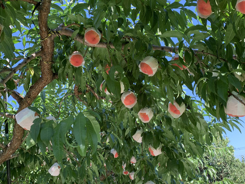運命の出会い⁉️【67品種の桃を栽培】品種は何が届くかお楽しみ3㎏（5－10玉）7月発送