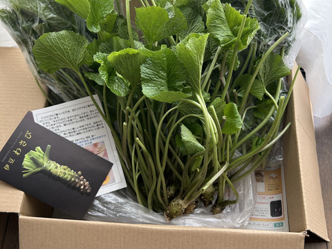 葉ﾜｻﾋﾞ【１kg前後】訳ｱﾘ,お得,お試し,おまかせ