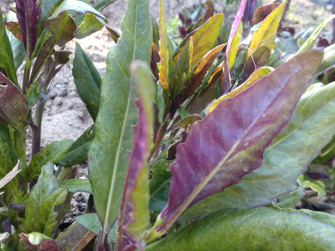 【単品☆メール便用】金時草 ☆５本分 水前寺菜 加賀野菜 ☆畑から直送！翌日お届け